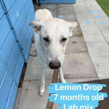 Rescue Labrador Retriever Dogs for Adoption in Tampa, Florida - Lemon Drop | PetCurious