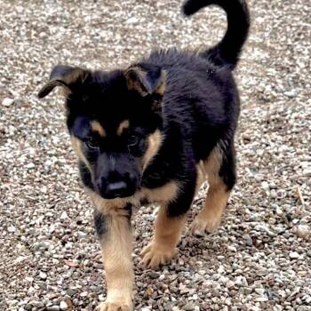 Bear / Archer -  Husky and Sheep Dog Dog for Adoption in Lander, Wyoming - Bear / Archer | PetCurious