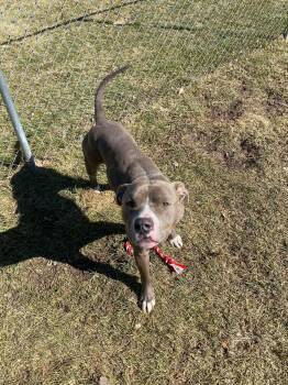 Pit Bull Terrier Dogs Available for Adoption in Caro, Michigan - Moses | PetCurious