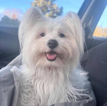 Coco -  Pomeranian and American Eskimo Dog Dog for Adoption in San Diego, California - Coco | PetCurious