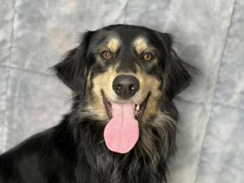 Bernese Mountain Dog and Golden Retriever Dogs Available for Adoption in Portland, Oregon - Jasper | PetCurious