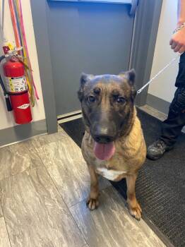 Rescue Belgian Shepherd Malinois Dogs for Adoption in Rensselaer, Indiana - Ava | PetCurious