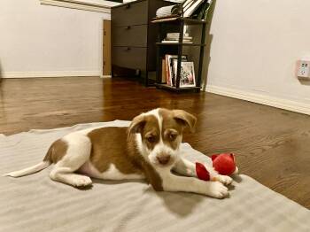 Rescue German Shepherd Dog Dogs for Adoption in Los Angeles, California - Fava | PetCurious