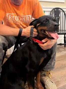Mercy -  Rottweiler Dog for Adoption in Harrison City, Pennsylvania - Mercy | PetCurious