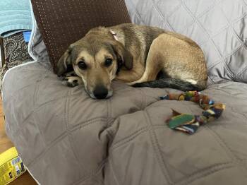 Shepherd and Hound Dogs Available for Adoption in Lansing, Michigan - Holly (26-064 D) | PetCurious