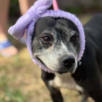 Pit Bull Terrier Dogs Available for Adoption in Houston, Texas - Rebel | PetCurious