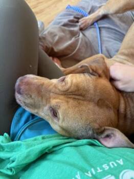 Butternut -  Mixed Breed and Pit Bull Terrier Dog for Adoption in Austin, Texas - Butternut | PetCurious