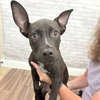 Rescue Terrier Dogs for Adoption in Montgomery, Alabama - Myles | PetCurious