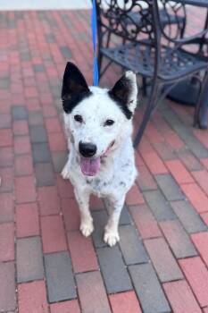 Rescue Australian Cattle Dog Blue Heeler and Mixed Breed Dogs for Adoption in Disputanta, Virginia - Loki | PetCurious