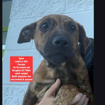 Babs -  Black Mouth Cur and Labrador Retriever Dog for Adoption in Oviedo, Florida - Babs | PetCurious