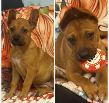 Altima -  Jack Russell Terrier and Hound Dog for Adoption in Pryor, Oklahoma - Altima | PetCurious