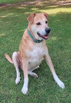 zailey -  Labrador Retriever Dog for Adoption in Barnesville, Georgia - Zailey | PetCurious