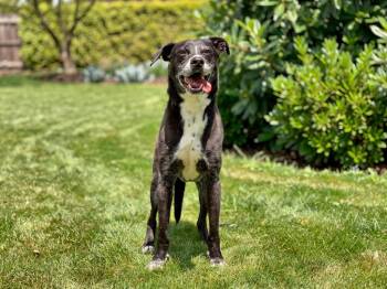 Dobby -  Labrador Retriever and Mixed Breed Dog for Adoption in Sebastian, Florida - Dobby | PetCurious