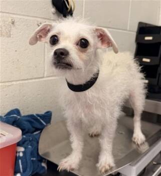 JIGGLYPUFF -  Terrier Dog for Adoption in San Bernardino, California - JIGGLYPUFF | PetCurious