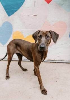Willow -  Weimaraner Dog for Adoption in Charlotte, North Carolina - Willow | PetCurious