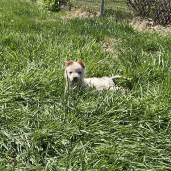 Skylar -  White German Shepherd and Mixed Breed Dog for Adoption in St. Peters, Missouri - Skylar | PetCurious