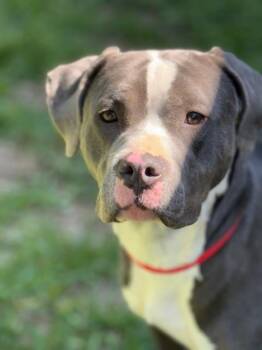 Pit Bull Terrier Dogs Available for Adoption in Houston, Texas - Tyson | PetCurious