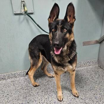 German Shepherd Dog Dogs Available for Adoption - Bloom | PetCurious