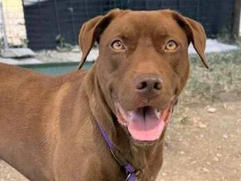 Rescue Mixed Breed Dogs for Adoption in Georgetown, Texas - Nora | PetCurious