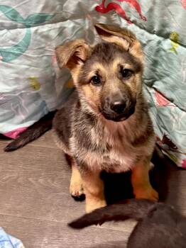 German Shepherd Dog Dogs Available for Adoption - Charlie | PetCurious