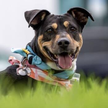 Dottie Q -  Terrier and Hound Dog for Adoption in San Diego, California - Dottie Q | PetCurious