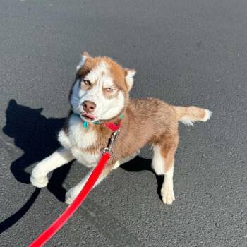 Fireball Frenzy D12512 -  Husky and Siberian Husky Dog for Adoption - Fireball Frenzy D12512 | PetCurious