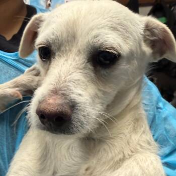 Chihuahua and Mixed Breed Dogs Available for Adoption - Crackle | PetCurious