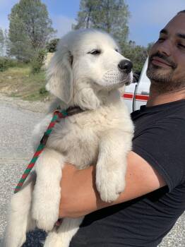 Snowflake -  Great Pyrenees Dog for Adoption in Grass Valley, California - Snowflake | PetCurious