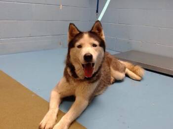 Rescue Siberian Husky Dogs for Adoption in San Marcos, California - URGENT! SAVE ME PLEASE! Luna -ID#A544897 | PetCurious