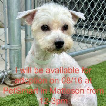 Gamble -  Mixed Breed Dog for Adoption in Matteson, Illinois - Gamble | PetCurious