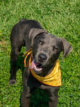 Torpedo -  Mixed Breed Dog for Adoption in Myrtle Beach, South Carolina - Torpedo | PetCurious
