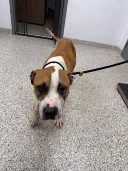 Salami -  Terrier and Mixed Breed Dog for Adoption in Gastonia, North Carolina - Salami | PetCurious