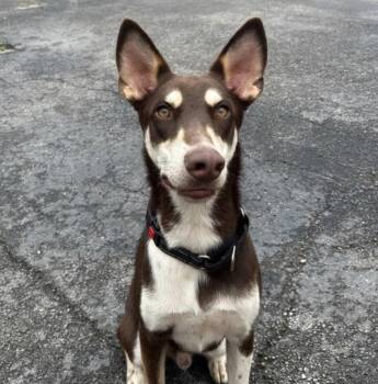 Jonathan -  Doberman Pinscher and Husky Dog for Adoption in Naperville, Illinois - Jonathan | PetCurious