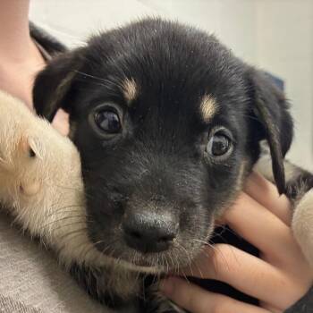 "The" Wobble -  Labrador Retriever and Mixed Breed Dog for Adoption in Corpus Christi, Texas - "The" Wobble | PetCurious