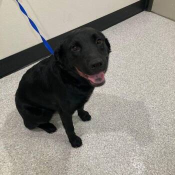 Onyx -  Australian Cattle Dog Blue Heeler Dog for Adoption in Lake Havasu City, Arizona - Onyx | PetCurious