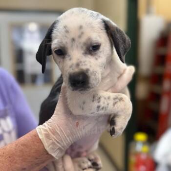 Rough Collie and Mixed Breed Dogs Available for Adoption in New York, New York - Gravy | PetCurious