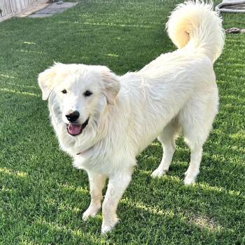 Great Pyrenees Dogs Available for Adoption in Midland, Texas - Boomer | PetCurious