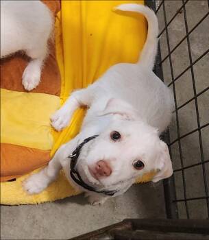 Jordan -  Wirehaired Terrier and Poodle Dog for Adoption in Thompson Falls, Montana - Jordan | PetCurious