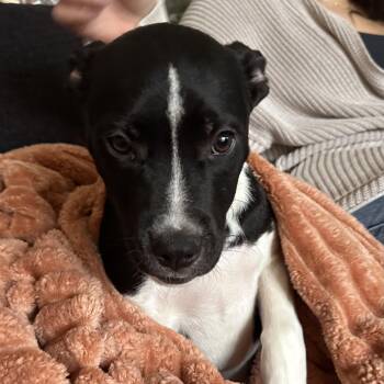 Rescue Terrier Dogs for Adoption in Albany, New York - Bo | PetCurious