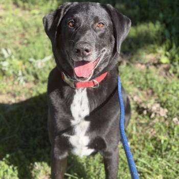 Anchor -  Black Labrador Retriever Dog for Adoption in Trenton, Missouri - Anchor | PetCurious