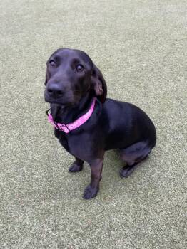 Rescue Plott Hound Dogs for Adoption in Friday Harbor, Washington - Ruby | PetCurious