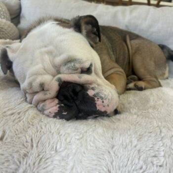 Coco -  English Bulldog Dog for Adoption in Chicago, Illinois - Coco | PetCurious