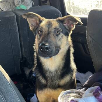 German Shepherd Dog Dogs Available for Adoption - Clyde | PetCurious