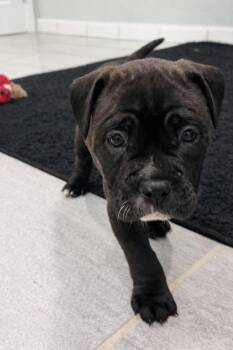 American Bully Dogs Available for Adoption in Copiague, New York - Cashmere | PetCurious