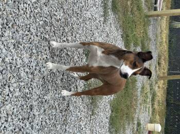 Rescue Mixed Breed Dogs for Adoption in Hoisington, Kansas - Maple | PetCurious