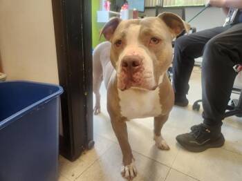 DONNA -  Pit Bull Terrier Dog for Adoption in Kent, Washington - DONNA | PetCurious