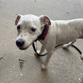 Snuggle -  Terrier and Mixed Breed Dog for Adoption in Montgomery, Alabama - Snuggle | PetCurious