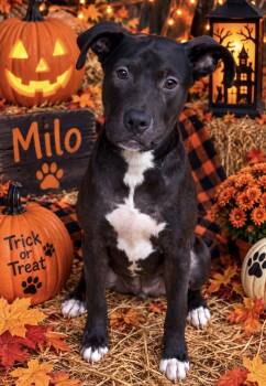 Milo -  Pit Bull Terrier Dog for Adoption in Greensboro, Alabama - Milo | PetCurious