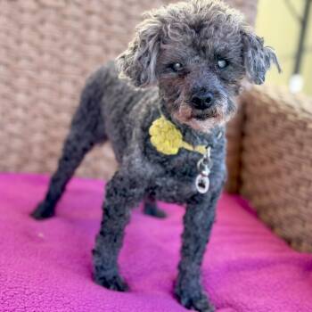 Rescue Poodle Dogs for Adoption in Santa Monica, California - Coco | PetCurious