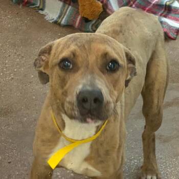 Jules -  Mixed Breed Dog for Adoption in Middletown, Rhode Island - Jules | PetCurious